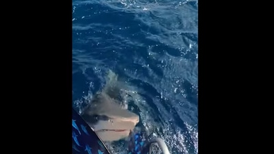 Shark comes to bite diver. (Instagram/@oceanramsey) Shark comes to bite diver. (Instagram/@oceanramsey)