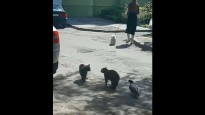 The image shows the crow inciting a fight between two cats who are in a stand-off. (Reddit/@yourSAS) The image shows the crow inciting a fight between two cats who are in a stand-off. (Reddit/@yourSAS)