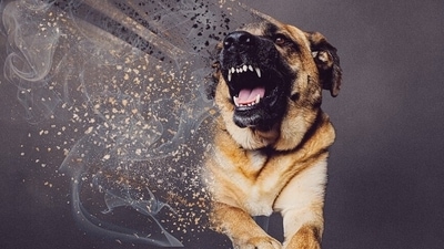 It is very important to recognise the early signs of your dog being a bully. (Pixabay) It is very important to recognise the early signs of your dog being a bully. (Pixabay)