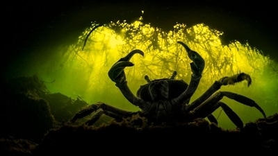 Mangroves and underwater – winner. Blue Crab by Martin Broen, Mexico. (mangroveactionproject.org) Mangroves and underwater – winner. Blue Crab by Martin Broen, Mexico. (mangroveactionproject.org)