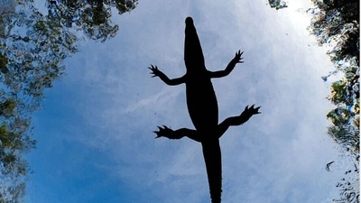 Mangroves and underwater- Highly commendable. Flying crocodile by Alvaro Lopez, Mexico. (mangroveactionproject.org) Mangroves and underwater- Highly commendable. Flying crocodile by Alvaro Lopez, Mexico. (mangroveactionproject.org)
