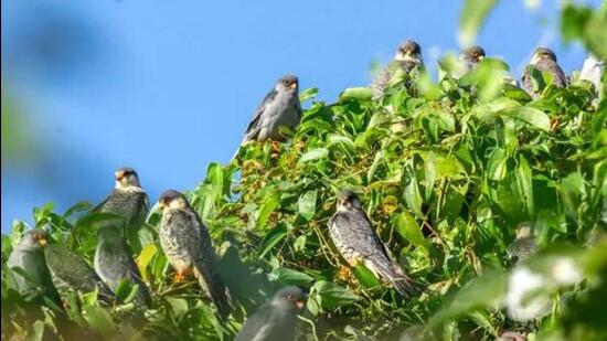 The first sighting of Amur falcons in Manipur hills this year was reported on October 13. (File Photo)