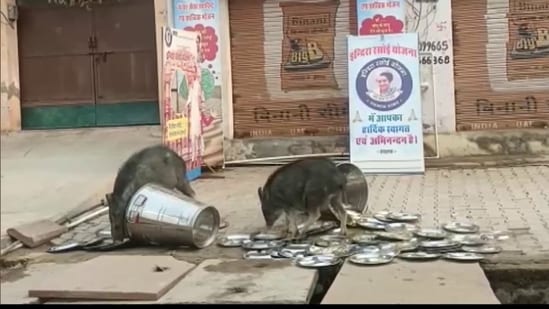 Pigs seen licking soiled utensils lying outside food centre in Bharatpur run under state govt's 'Indira Rasoi Yojana', organisers