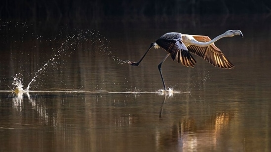 Mangroves and wildlife – winner. Take off by Jayakumar MN, UAE.(mangroveactionproject.org)