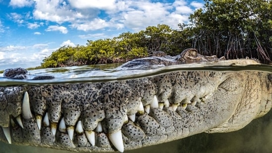 Guardian of the mangroves – overall winner by Tanya Houppermans, Cuba. (mangroveactionproject.org)
