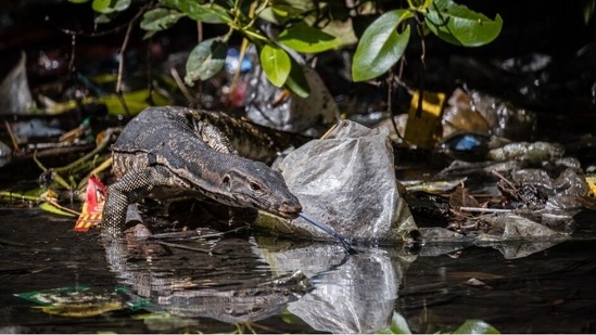 Mangroves and conservation – winner. New Normal by Kei Miyamoto, Indonesia(mangroveactionproject.org)