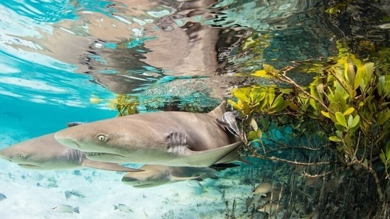 Mangroves and underwater- Runner Up: At the Edge, by Jillian E Morris, Bahamas.(mangroveactionproject.org)