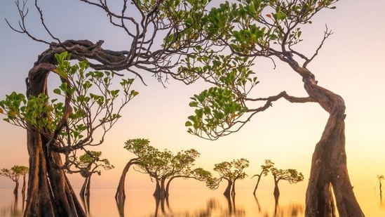 Mangroves and landscape – winner. Walakiri Dancing Trees by Loïc Dupuis, Indonesia.(mangroveactionproject.org)