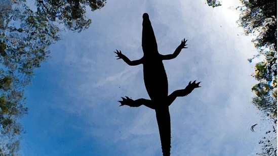 Mangroves and underwater- Highly commendable. Flying crocodile by Alvaro Lopez, Mexico.(mangroveactionproject.org)
