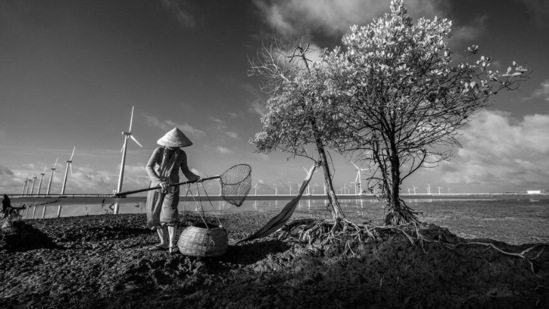 Mangroves and humans- Highly commendable. Mekong Changes by Hoang, Vietnam. (mangroveactionproject.org)