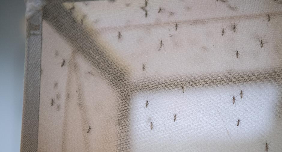 The Anopheles stephensi species of mosquito is typically found in India and Iran, but it has now been spotted in several African countries (Jonathan Nackstrand/AFP)