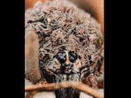 Man does photoshoot of a spider.(Instagram/@expressive_visionary) Man does photoshoot of a spider.(Instagram/@expressive_visionary)
