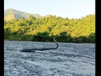 Snake in a forest.(Twitter/@ParveenKaswan) Snake in a forest.(Twitter/@ParveenKaswan)