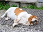 How to check if your pet is over or under weight; Expert offers tips(Gettyimages) How to check if your pet is over or under weight; Expert offers tips(Gettyimages)