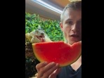 The image shows pet dad sharing the watermelon slice with his pet lizard. (Instagram/@lizardthebuddy) The image shows pet dad sharing the watermelon slice with his pet lizard. (Instagram/@lizardthebuddy)