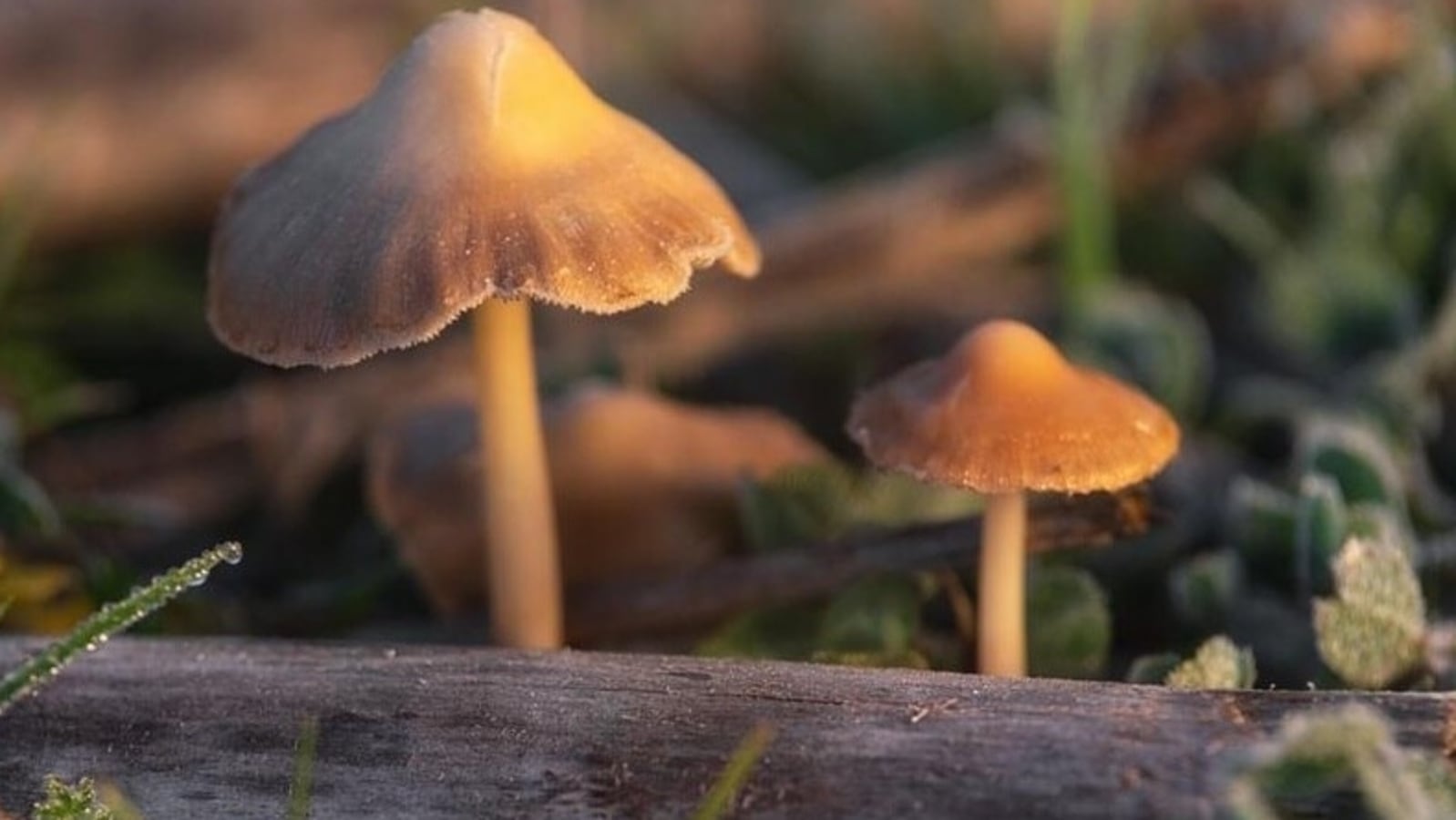 single-dose-of-magic-mushrooms-helps-treat-depression-in-some-shows-trial