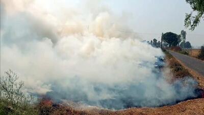 Dry paddy stubble burns in a field in Faridkot on Thursday. (ANI Photo)