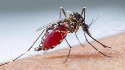 The total count of confirmed dengue cases in Ludhiana has reached 463, while the count of Covid cases in the district has now reached 1,13,608. (HT FILE) The total count of confirmed dengue cases in Ludhiana has reached 463, while the count of Covid cases in the district has now reached 1,13,608. (HT FILE)