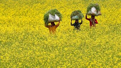 FILE PHOTO: Women carry fodder for their cattle through a mustard field on Earth Day, amid concerns about the spread of the coronavirus disease (COVID-19), on the outskirts of Srinagar April 22, 2020. REUTERS/Danish Ismail/File Photo (REUTERS)