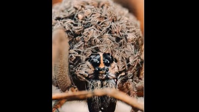 Man does photoshoot of a spider. (Instagram/@expressive_visionary) Man does photoshoot of a spider. (Instagram/@expressive_visionary)