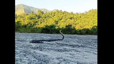 Snake in a forest. (Twitter/@ParveenKaswan) Snake in a forest. (Twitter/@ParveenKaswan)