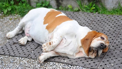 How to check if your pet is over or under weight; Expert offers tips (Gettyimages) How to check if your pet is over or under weight; Expert offers tips (Gettyimages)