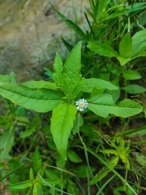Herbs such as brahmi is extremely healthy for nourishing the hair and reducing hair fall. (Unsplash) Herbs such as brahmi is extremely healthy for nourishing the hair and reducing hair fall. (Unsplash)