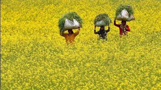 FILE PHOTO: Women carry fodder for their cattle through a mustard field on Earth Day, amid concerns about the spread of the coronavirus disease (COVID-19), on the outskirts of Srinagar April 22, 2020. REUTERS/Danish Ismail/File Photo (REUTERS)