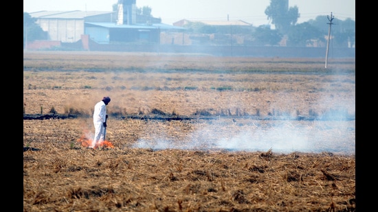 1,501 farmers fined over ₹ 36 lakh for burning stubble in Haryana (HT Photo)