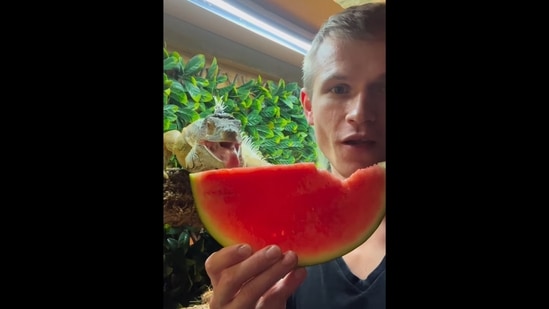 The image shows pet dad sharing the watermelon slice with his pet lizard. (Instagram/@lizardthebuddy)