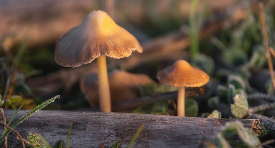 Mushrooms like the hallucinogenic liberty cap mushroom or Psilocybe semilanceata, could help treat depression (David Herraez Calzada/Zoonar/picture alliance) Mushrooms like the hallucinogenic liberty cap mushroom or Psilocybe semilanceata, could help treat depression (David Herraez Calzada/Zoonar/picture alliance)