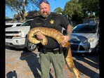 Florida officer catches snake.(Facebook/@St. Lucie County Sheriff's Office) Florida officer catches snake.(Facebook/@St. Lucie County Sheriff's Office)