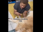 Woman taking care of an old dog. Woman taking care of an old dog.