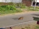 The leopard was taken away by forest department officials.(Screengrab of Twitter video-ANI) The leopard was taken away by forest department officials.(Screengrab of Twitter video-ANI)