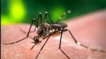 Steadily-increasing cases of dengue and chikungunya have posed a fresh challenge for the Panchkula health department. (HT File) Steadily-increasing cases of dengue and chikungunya have posed a fresh challenge for the Panchkula health department. (HT File)