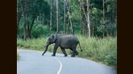 On the road in the Western Ghats. (HT Photo) On the road in the Western Ghats. (HT Photo)