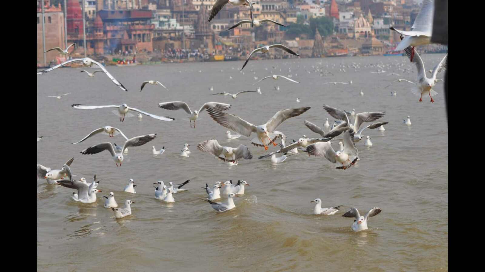 Siberian guests fly into Varanasi for the winter Hindustan Times