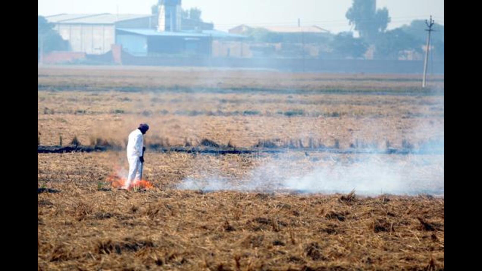 Stubble fires in Haryana down 31% compared to last yr: Data