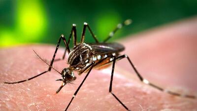 Steadily-increasing cases of dengue and chikungunya have posed a fresh challenge for the Panchkula health department. (HT File) Steadily-increasing cases of dengue and chikungunya have posed a fresh challenge for the Panchkula health department. (HT File)