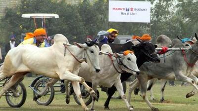 With the apex court hearing on the petition seeking a ban on bullock cart races scheduled on November 23 this year, the state government plans to provide a good advocate and administration team to get the requisite permission. (REPRESENTATIVE PHOTO)