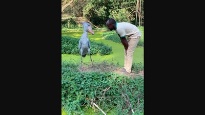The image, taken from an Instagram video, shows a huge shoebill bird that reminded people of Harry Potter’s Buckbeak. (Instagram/@sheshallwander)