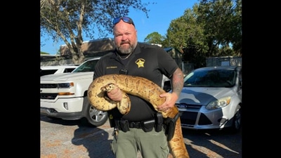 Florida officer catches snake. (Facebook/@St. Lucie County Sheriff's Office) Florida officer catches snake. (Facebook/@St. Lucie County Sheriff's Office)