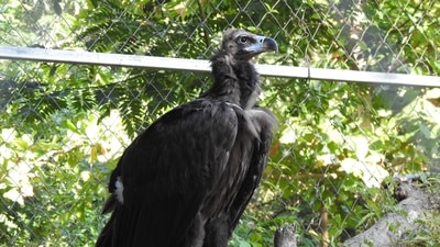 The image shows the vulture whose incredible journey from Tamil Nadu to Rajasthan was posted by an IAS officer. (Twitter/@supriyasahuias)