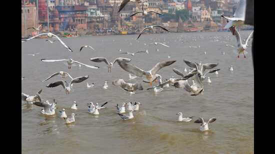 Thousands of white feathered migratory birds on the Ghats of Varanasi. (Rajesh Kumar)