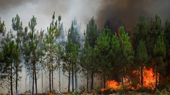 A view shows burning trees, as wildfires continue to spread in Europe. (REUTERS File)