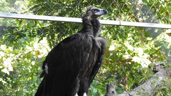 Cinereous Vulture has been transported to Jodhpur's Machia Biological Park. (source: Twitter/@supriyasahuias)