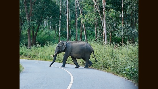 On the road in the Western Ghats. (HT Photo)