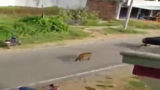 The leopard was taken away by forest department officials.(Screengrab of Twitter video-ANI)