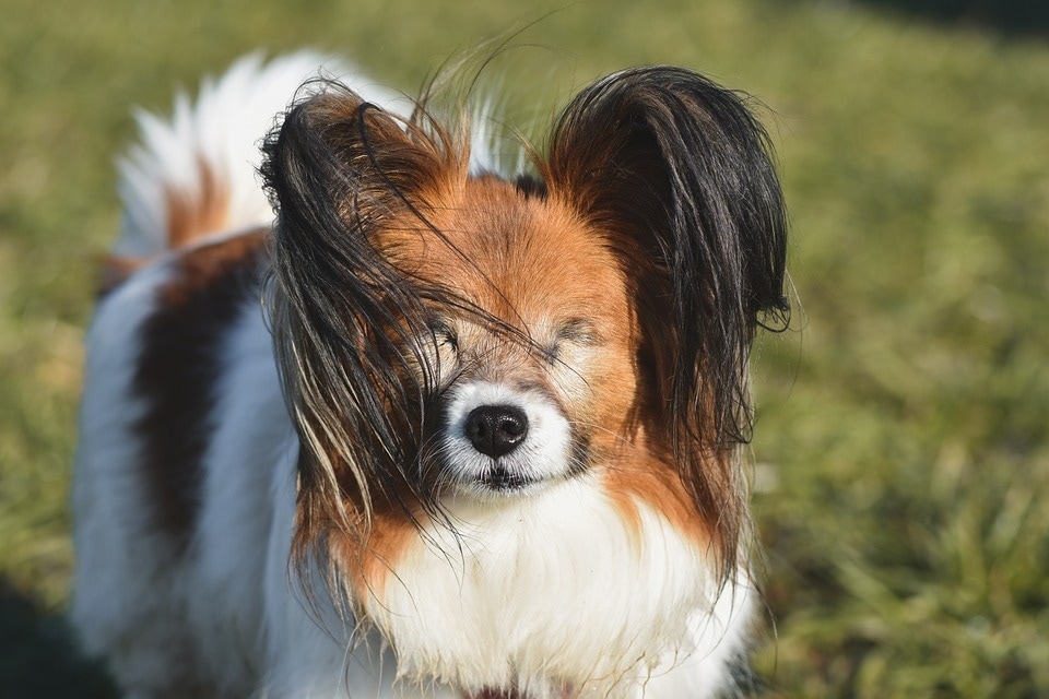Having a blind dog at home and looking after him can be a challenge. A little extra love and care can make their life at home independent and safe. (Pixabay) Having a blind dog at home and looking after him can be a challenge. A little extra love and care can make their life at home independent and safe. (Pixabay)
