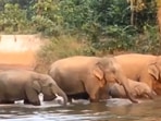 Elephants in water.(Twitter/@ParveenKaswan) Elephants in water.(Twitter/@ParveenKaswan)